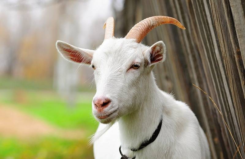 Витамины для коз: особенности рациона в соответствии с рекомендациями специалистов