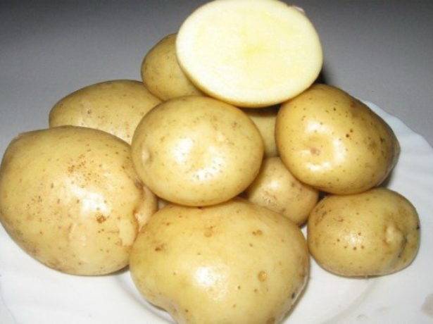 Удачный плод народной селекции — картофель «сынок»: описание сорта и фото