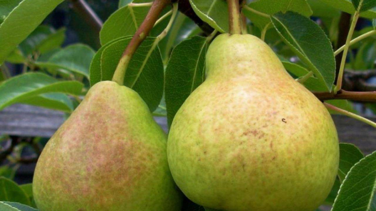 Самый зимостойкий из всех европейских — сорт груши «лесная красавица»