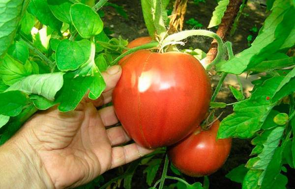 Описание сорта томата Самохвал, особенности выращивания и ухода