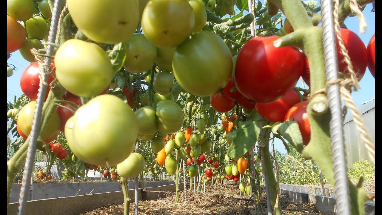 Главные особенности самых ранних сортов помидоров