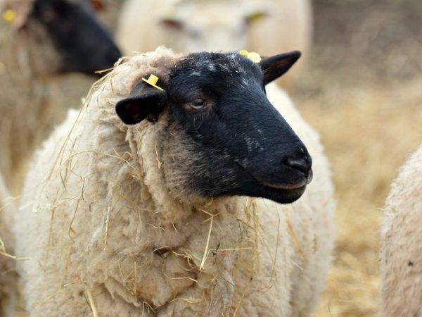 Выбор мясной породы овец и баранов