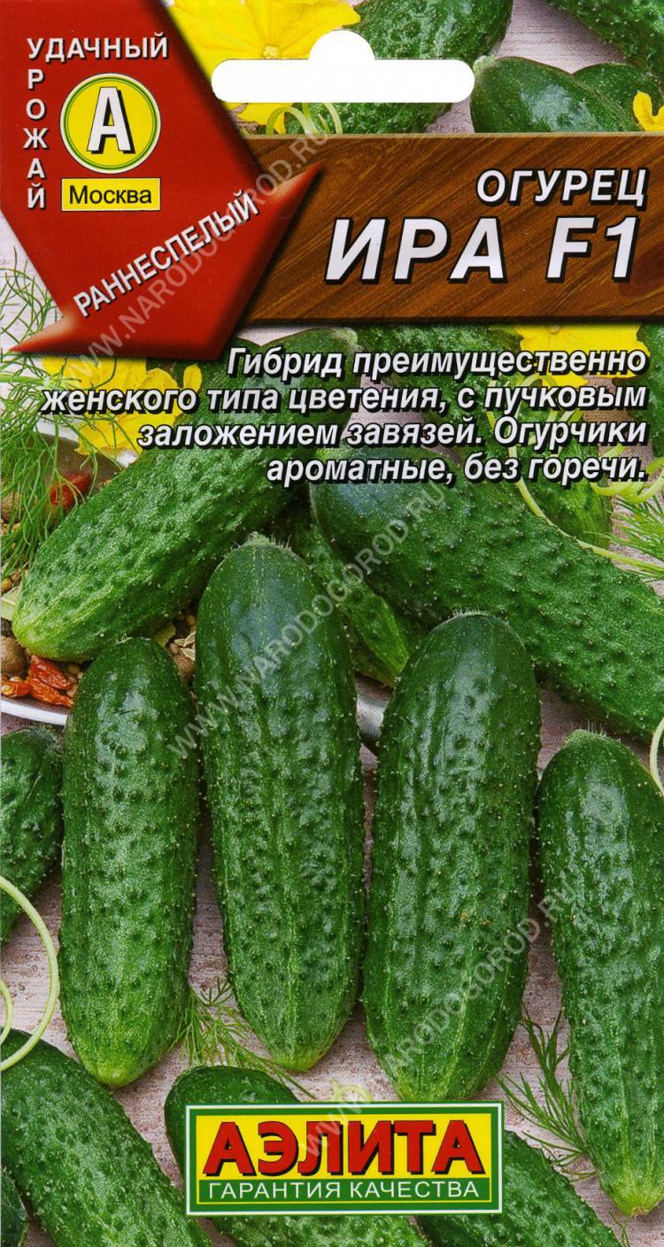 Огурец кибрия: описание и характеристика сорта, урожайность с фото