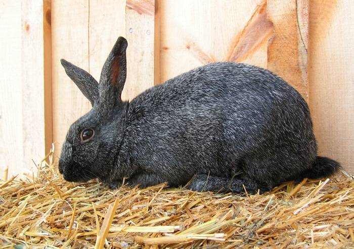 У кроликов вздутие живота: симптомы и лечение