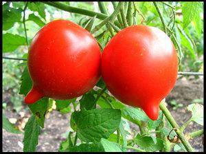 Щедрые урожаи уже в начале сезона — томат булат f1: описание сорта и особенности его выращивания