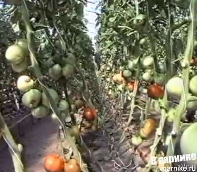Советы ганичкиной по выращиванию томатов