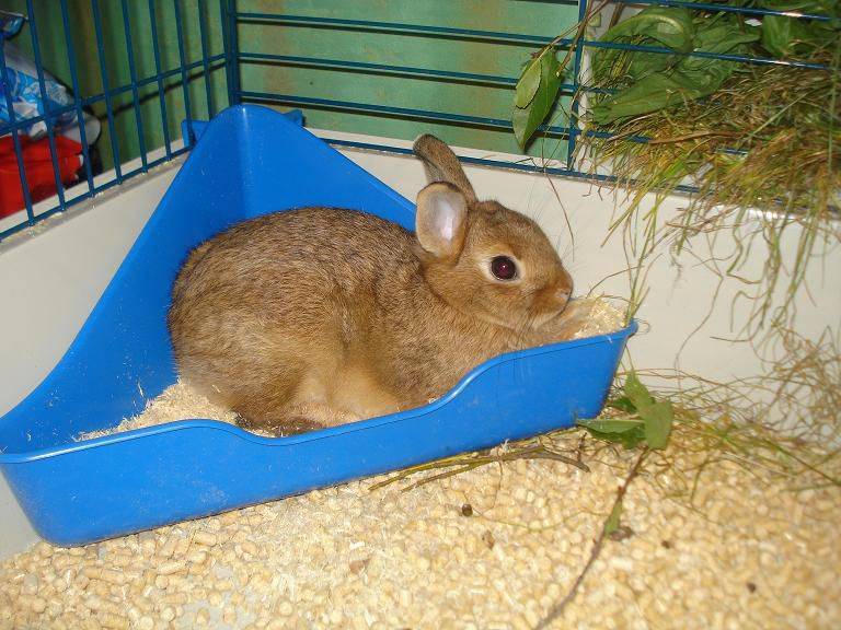 Запор у кроликов: что делать, первая помощь, как и чем лечить