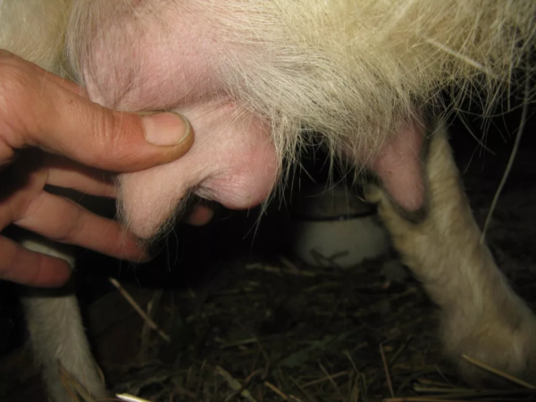 Причины возникновения, симптомы и лечение мастита у коз
