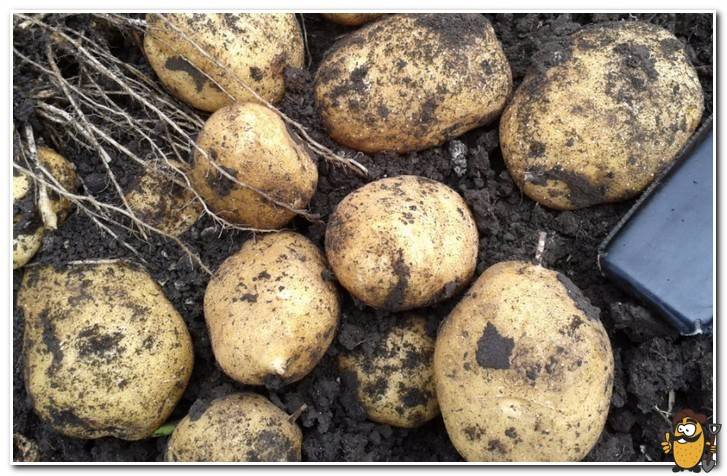 Все о популярном раннем сорте картофеля тулеевский: описание и фото, выращивание, уход и другие нюансы