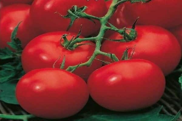 Описание сорта томата Московские звезды, особенности выращивания и урожайность