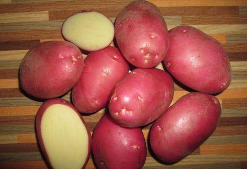 Описание сорта картофеля зекура, его характеристика и урожайность 