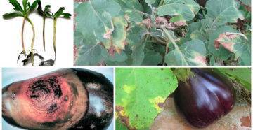 Причины болезней рассады баклажанов и борьба с ними: фото пораженных растений, меры профилактики