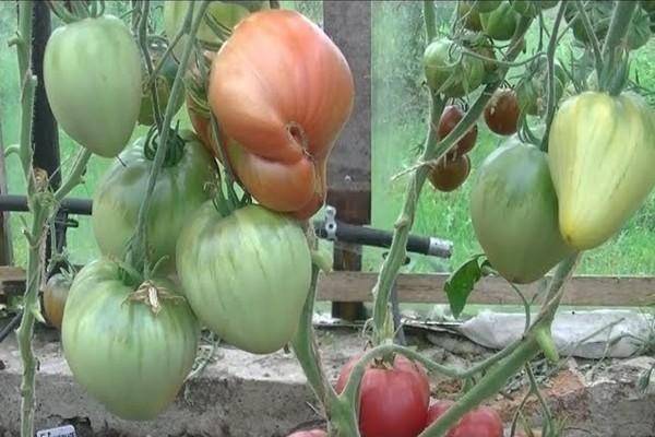 Как вырастить «ленивые» помидоры — оригинальный способ