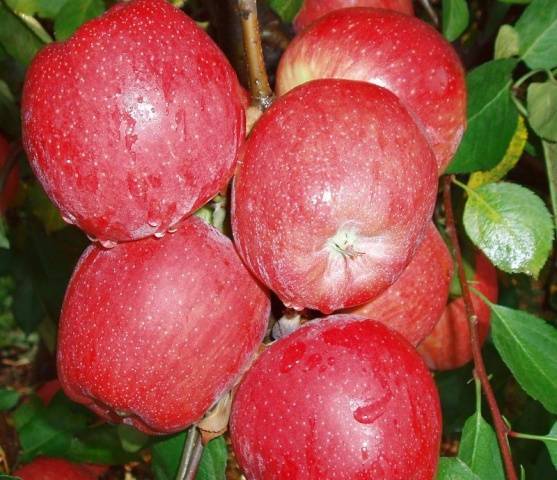 Высокоурожайная летняя яблоня ред фри