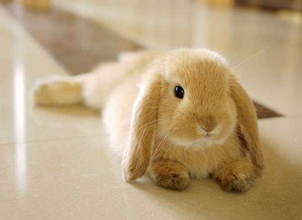 Почему дохнут кролики и что делать?