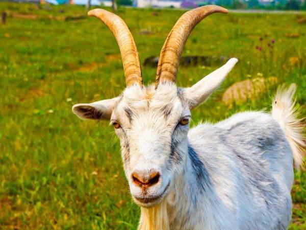 Основные причины поноса у козы и козлят, тактика выхаживания животного