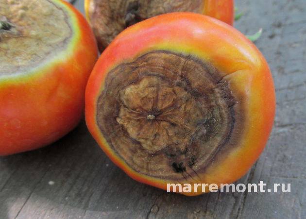Проверенные методы борьбы с гнилью на помидорах в теплице