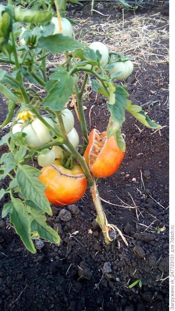 Причины, по которым помидоры трескаются в теплице