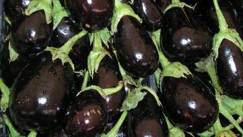 Описание сорта баклажана Черный красавец, особенности выращивания и ухода