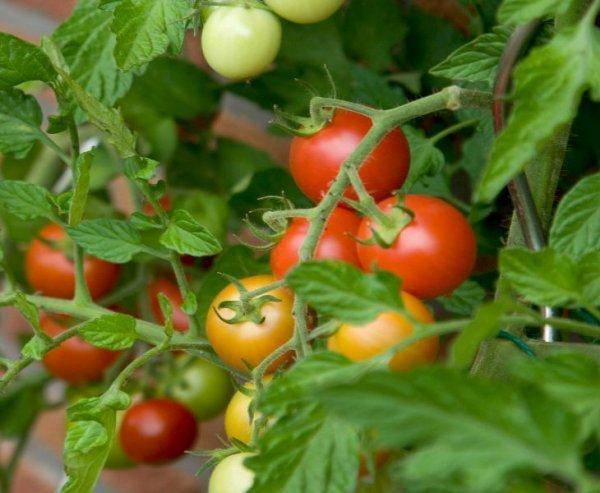 Превосходный урожай уже в середине лета — томат беталюкс: описание сорта и его характеристики