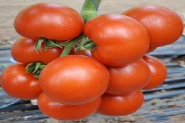 Описание сорта томата Чероки, его характеристика и урожайность