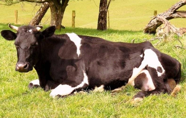 Почему у коровы горчит молоко: основные причины, опасные заболевания, методы лечения