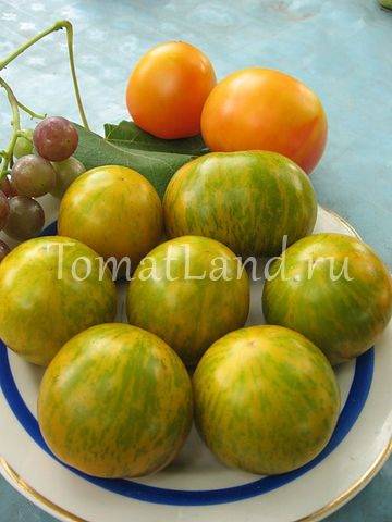 Разновидности сибирских сортов томатов