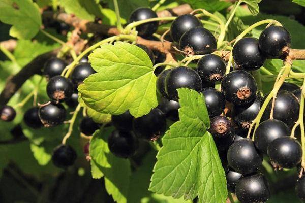 Чёрная смородина пигмей: уральская стойкость растения и южная нежность ягод