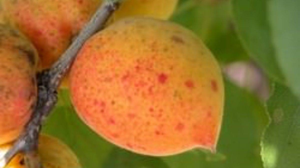 Выращивание сорта абрикоса академик