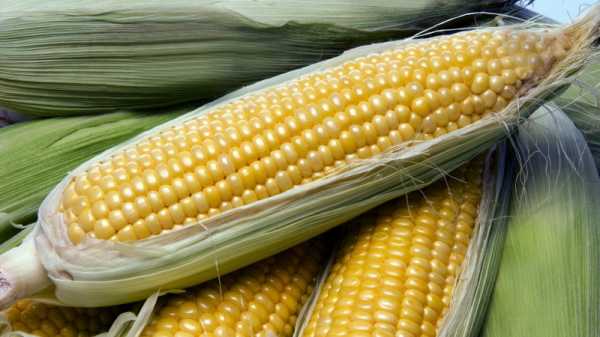 Вареная кукуруза: как лучше всего хранить?