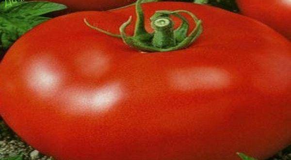 Фото, отзывы, описание, характеристика и урожайность сорта томата «толстые щечки»