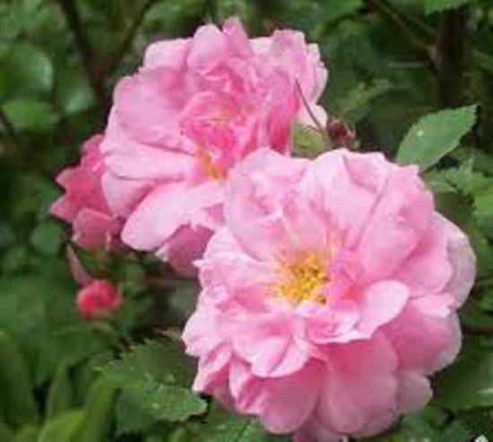 Почвопокровные розы: лучшие сорта, особенности посадки, выращивание и рекомендации по уходу