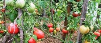 Описание сорта томата Кинг-Конг, особенности выращивания и ухода