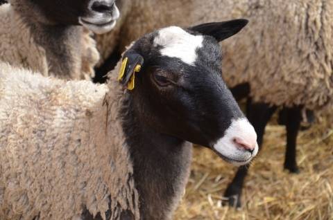 Описание и характеристика овец романовской породы, разведение и кормление