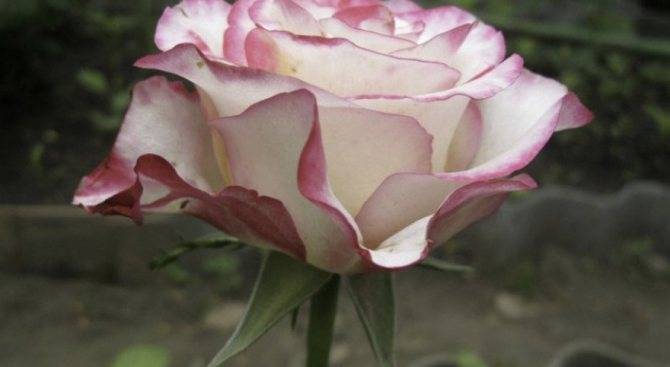 Описание и характеристики роз сорта Блаш, тонкости выращивания