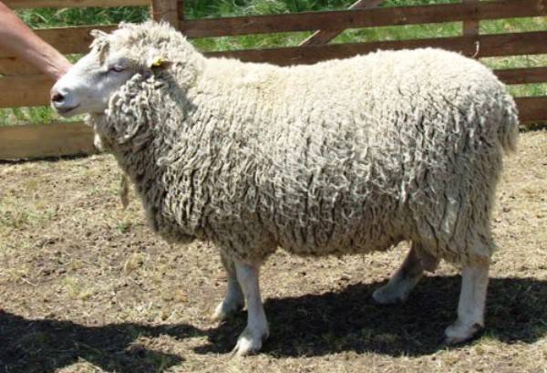 Выбор мясной породы овец и баранов