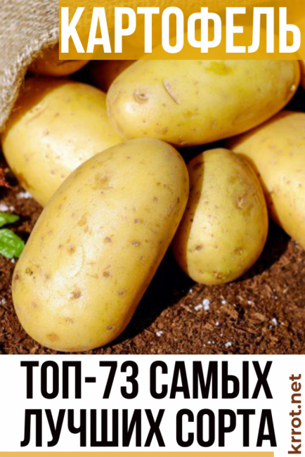Картофель синеглазка — любимый народом сорт