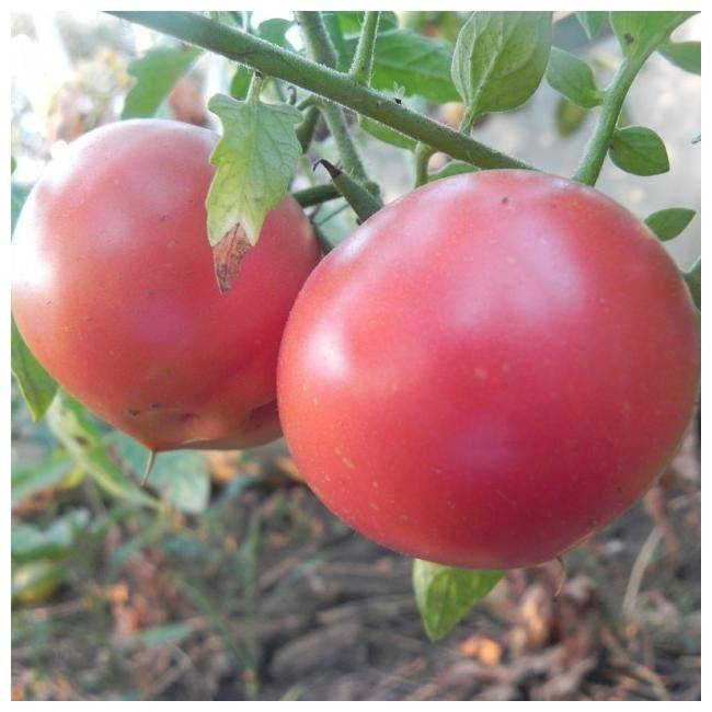 Сорт томата «ледник f1»: описание, характеристика, посев на рассаду, подкормка, урожайность, фото, видео и самые распространенные болезни томатов