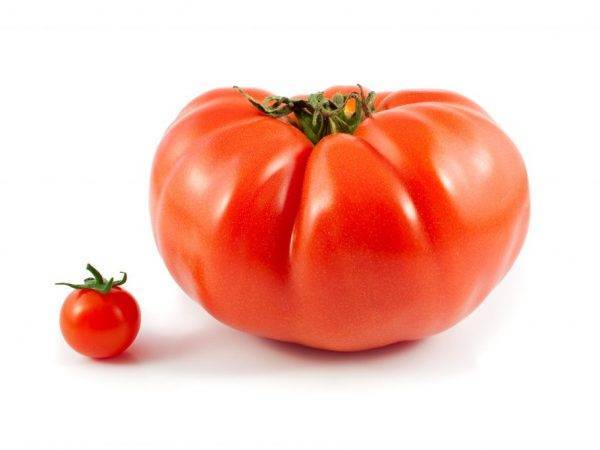 Основные характеристики перспективного гибридного сорта томатов «король королей»