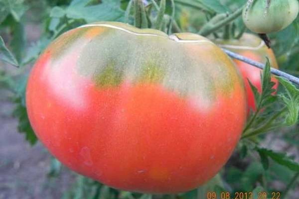 Описание сорта томата Ерофеич розовый, особенности выращивания и ухода