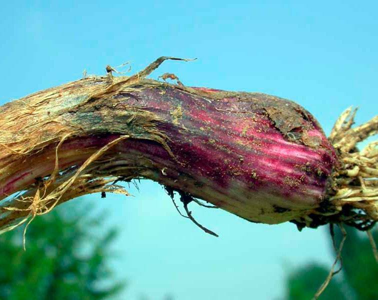 Фузариоз: остановим увядание растений