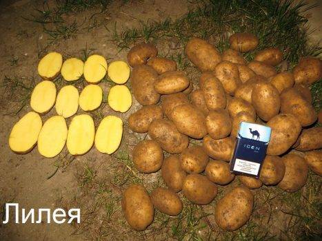 Картофель лилли
