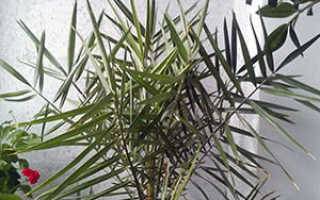 Финиковая пальма: выращивание, размножение растения, уход