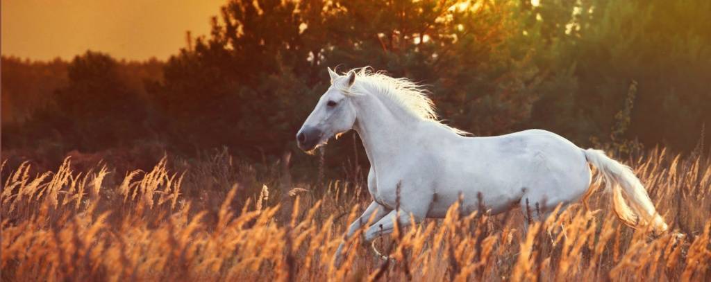 Как можно определить возраст лошади и что влияет на продолжительность жизни
