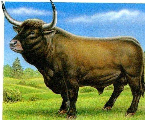 Первобытный бык: история дикого тура. тур - дикий бык (вымершее животное) тур предок коровы