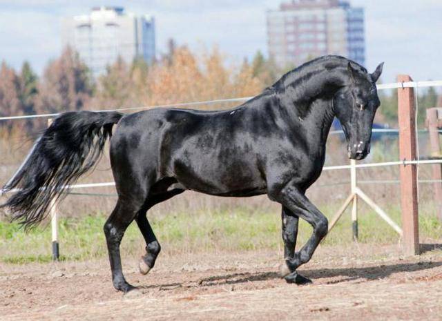 Карачаевская лошадь: преимущества и недостатки содержания