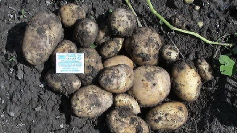 Все о сорте картофеля зорачка: описание и фото, характеристика, особенности выращивания и другие нюансы