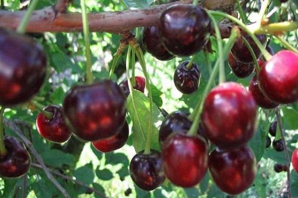 Описание сорта и характеристики плодоношения вишни Гирлянда, посадка и уход