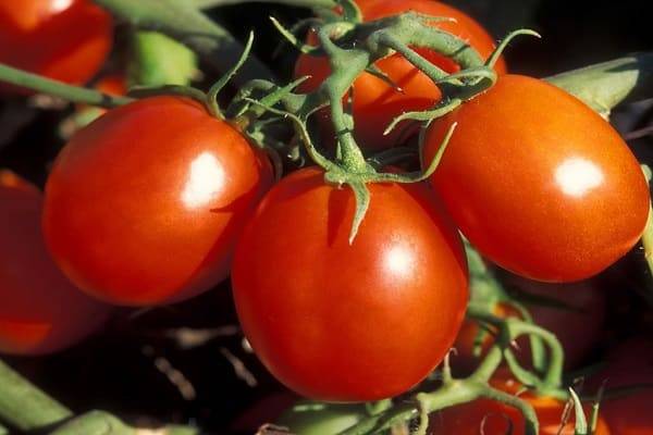 Какие сорта томатов лучшие всего подходят для Подмосковья