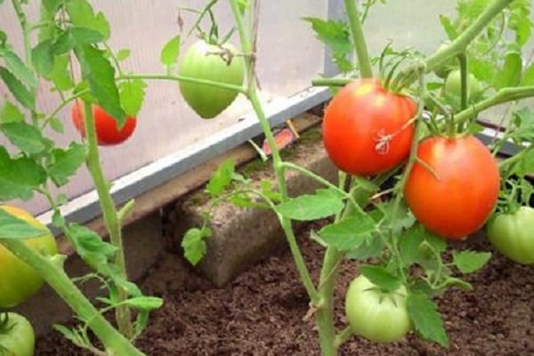 Характеристика сорта, достоинства, болезни и меры борьбы при выращивании томата «толстушка»